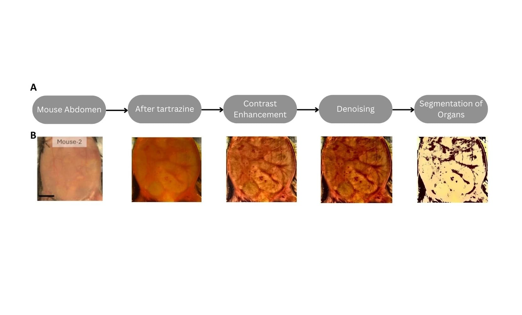 Making Live Animals Transparent (Tartrazine-Assisted Optical Clearing)