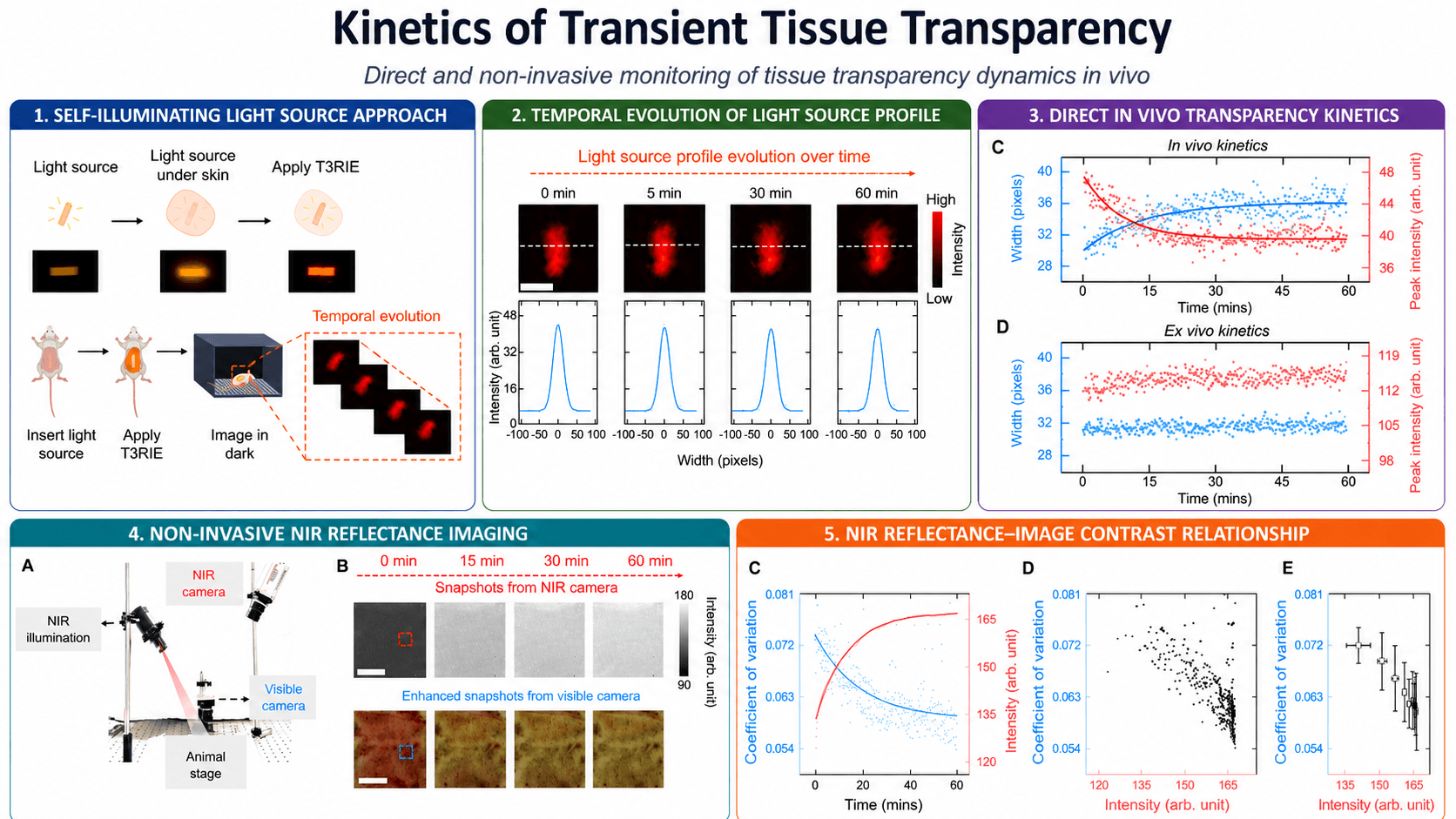Kinetics of Transient Tissue Transparency (T3RIE)